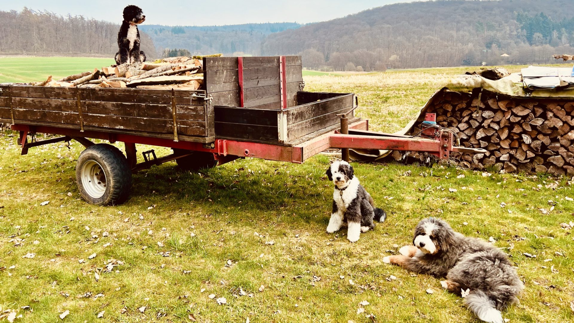 Logo der Doodle-Zucht